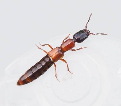 Réf. 302 881 : Xantholinus elegans